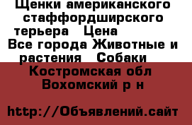 Щенки американского стаффордширского терьера › Цена ­ 20 000 - Все города Животные и растения » Собаки   . Костромская обл.,Вохомский р-н